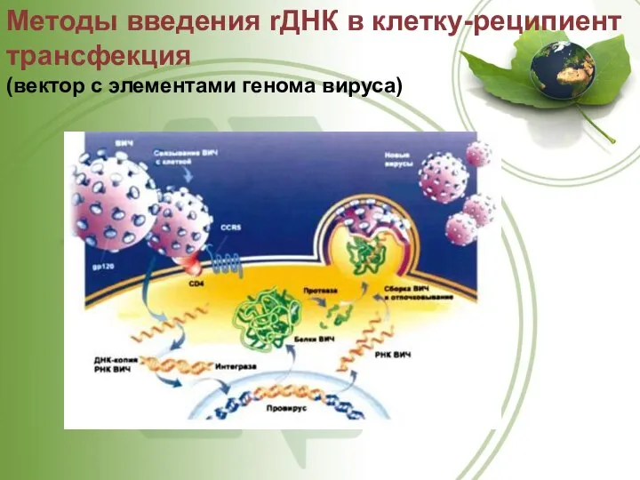 Методы введения rДНК в клетку-реципиент трансфекция (вектор с элементами генома вируса)