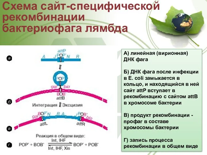 Схема сайт-специфической рекомбинации бактериофага лямбда А) линейная (вирионная) ДНК фага Б)