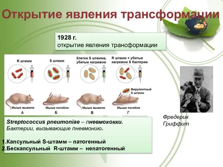 Открытие явления трансформации 1928 г. открытие явления трансформации Фредерик Гриффит Streptococcus