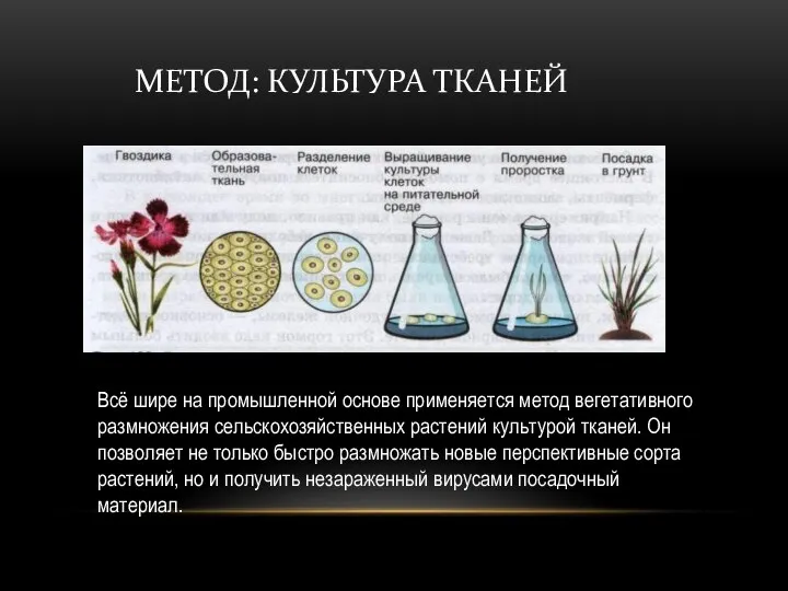 Метод: культура тканей Всё шире на промышленной основе применяется метод вегетативного