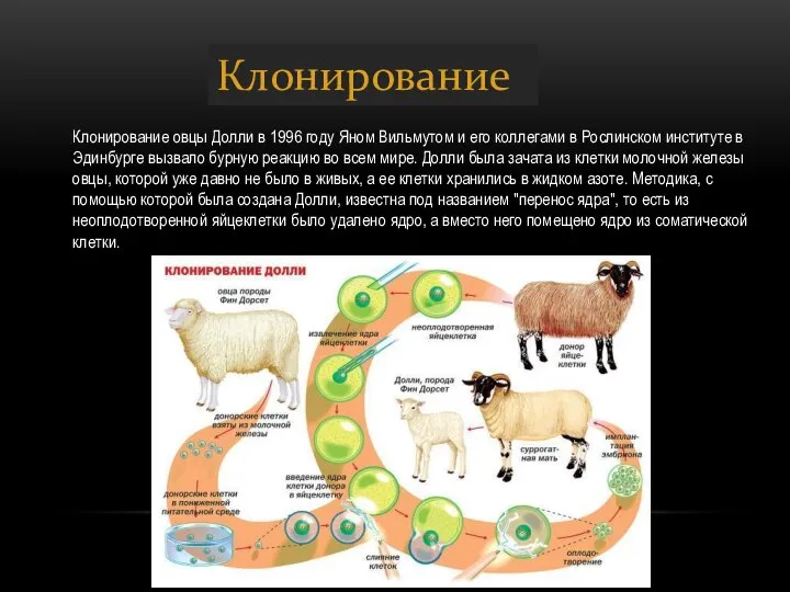 Клонирование Клонирование овцы Долли в 1996 году Яном Вильмутом и его