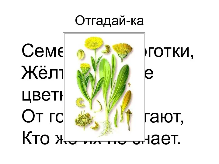 Отгадай-ка Семена, как коготки, Жёлто-красные цветки. От горла помогают, Кто же их не знает.