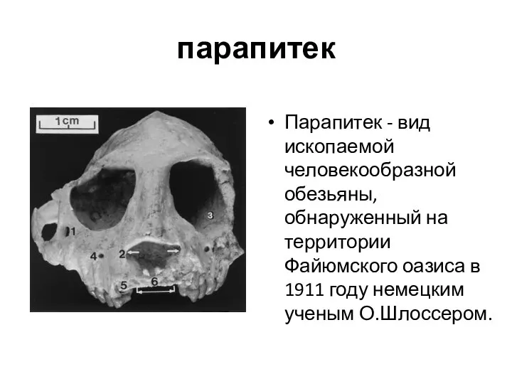 парапитек Парапитек - вид ископаемой человекообразной обезьяны, обнаруженный на территории Файюмского