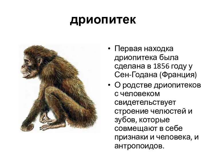 дриопитек Первая находка дриопитека была сделана в 1856 году у Сен-Годана