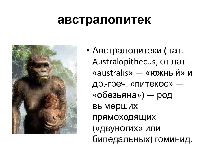 австралопитек Австралопитеки (лат. Australopithecus, от лат. «australis» — «южный» и др.-греч.