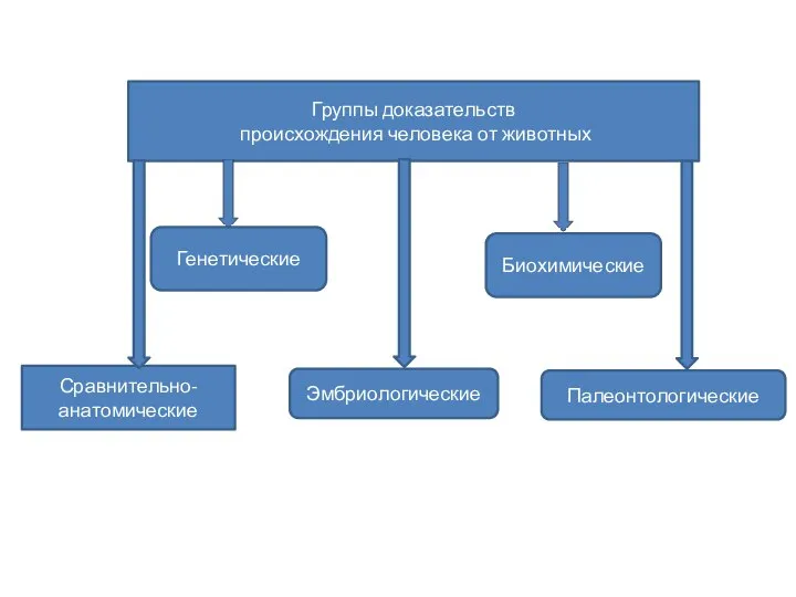 Группы доказательств происхождения человека от животных Сравнительно-анатомические Генетические Эмбриологические Биохимические Палеонтологические