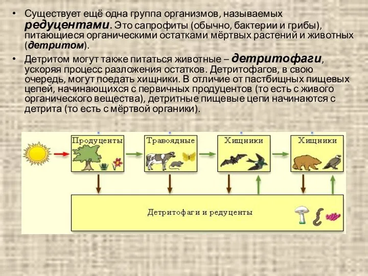 Существует ещё одна группа организмов, называемых редуцентами. Это сапрофиты (обычно, бактерии