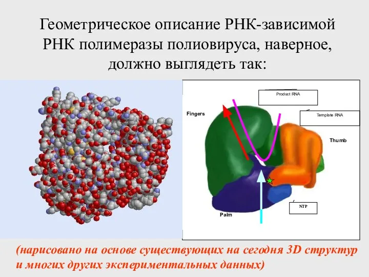 Геометрическое описание РНК-зависимой РНК полимеразы полиовируса, наверное, должно выглядеть так: (нарисовано