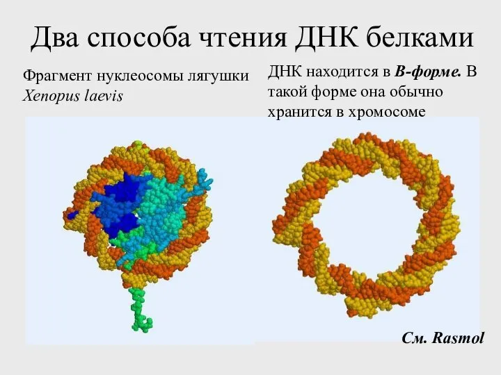 Два способа чтения ДНК белками Фрагмент нуклеосомы лягушки Xenopus laevis См.