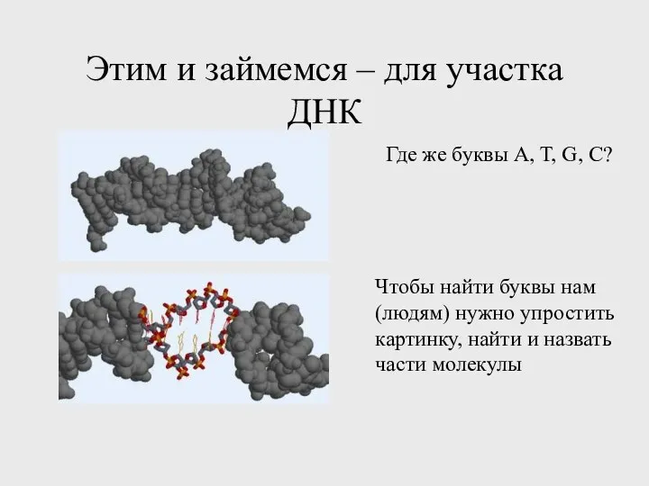 Этим и займемся – для участка ДНК Где же буквы A,