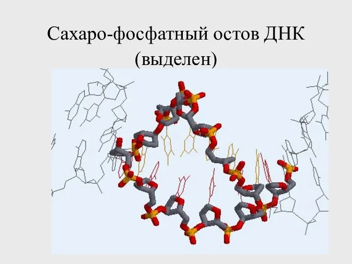 Сахаро-фосфатный остов ДНК (выделен)