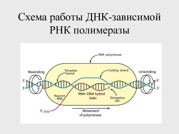 Схема работы ДНК-зависимой РНК полимеразы