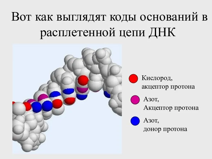 Вот как выглядят коды оснований в расплетенной цепи ДНК Кислород, акцептор