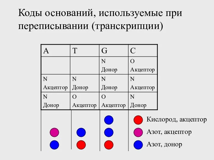 Коды оснований, используемые при переписывании (транскрипции) Кислород, акцептор Азот, донор Азот, акцептор