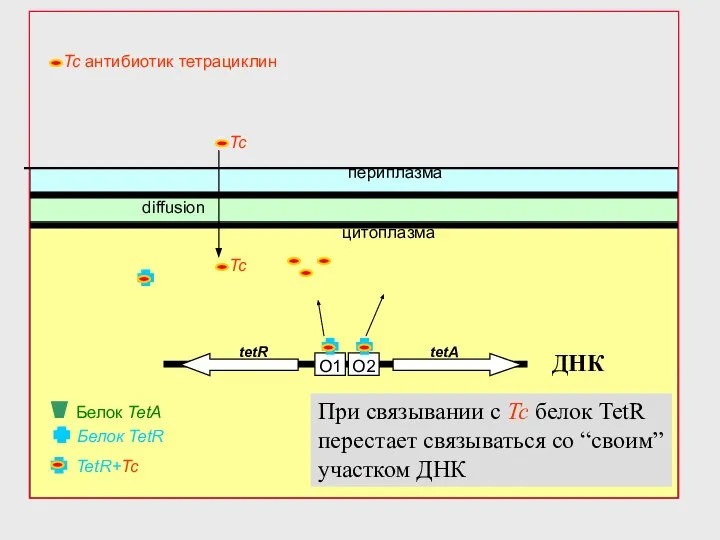 O2 O1 Белок TetR периплазма цитоплазма tetR tetA diffusion TetR+Tc Белок