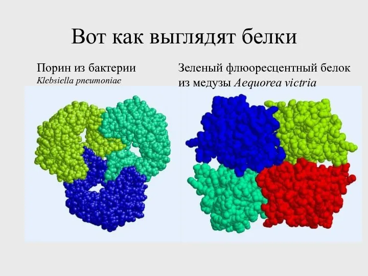 Вот как выглядят белки Порин из бактерии Klebsiella pneumoniae Зеленый флюоресцентный белок из медузы Aequorea victria