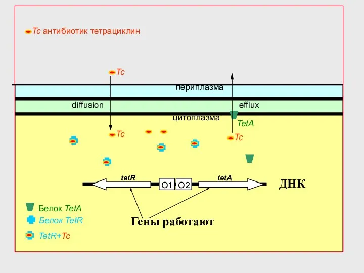 O2 O1 Белок TetR периплазма цитоплазма tetR tetA diffusion TetR+Tc Белок TetA ДНК Гены работают