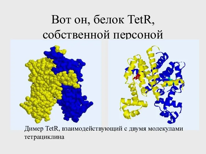 Вот он, белок TetR, собственной персоной Димер TetR, взаимодействующий с двумя молекулами тетрациклина