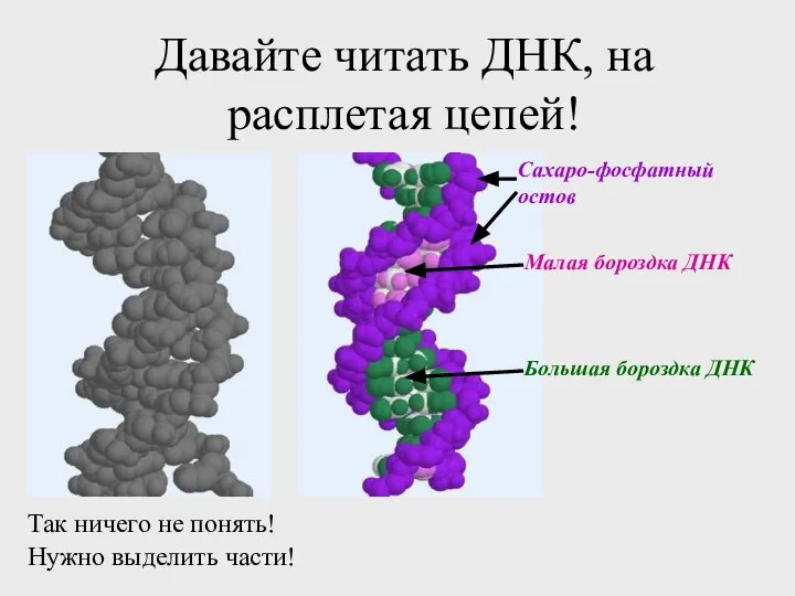 Давайте читать ДНК, на расплетая цепей! Так ничего не понять! Нужно выделить части!