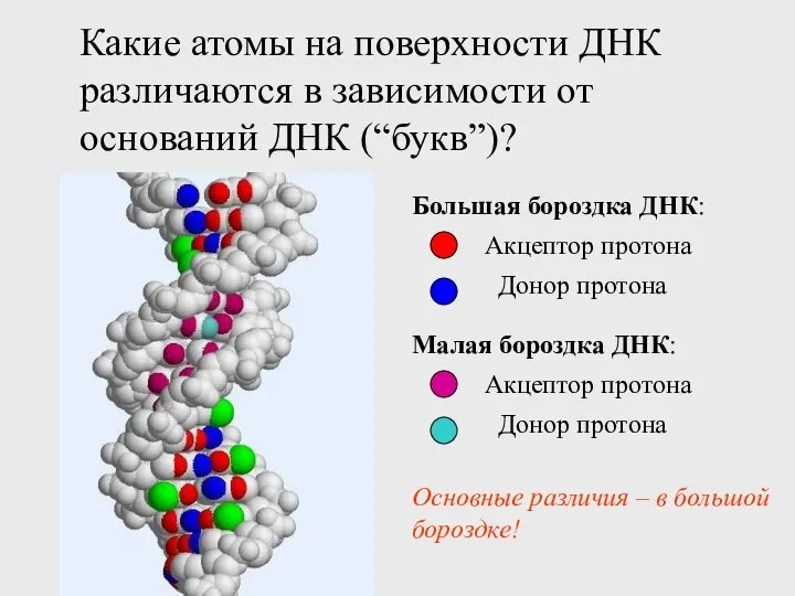 Какие атомы на поверхности ДНК различаются в зависимости от оснований ДНК