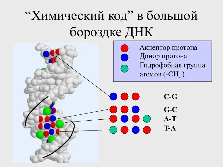 “Химический код” в большой бороздке ДНК A-T T-A G-C C-G Акцептор