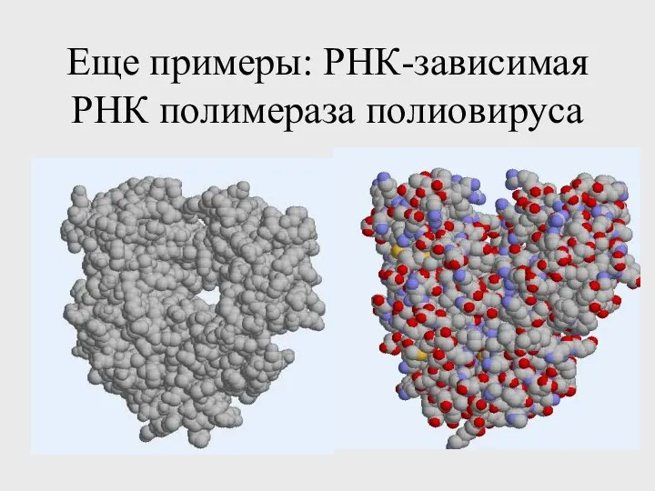 Еще примеры: РНК-зависимая РНК полимераза полиовируса