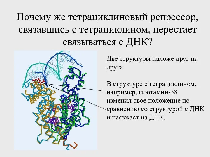 Почему же тетрациклиновый репрессор, связавшись с тетрациклином, перестает связываться с ДНК?