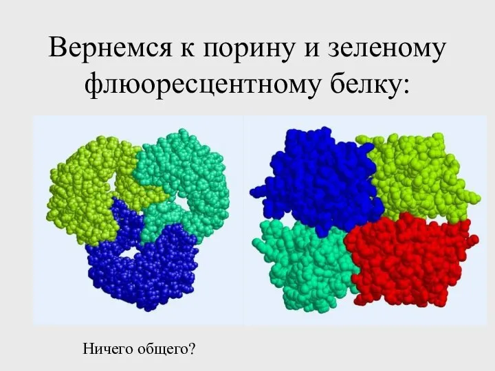 Вернемся к порину и зеленому флюоресцентному белку: Ничего общего?