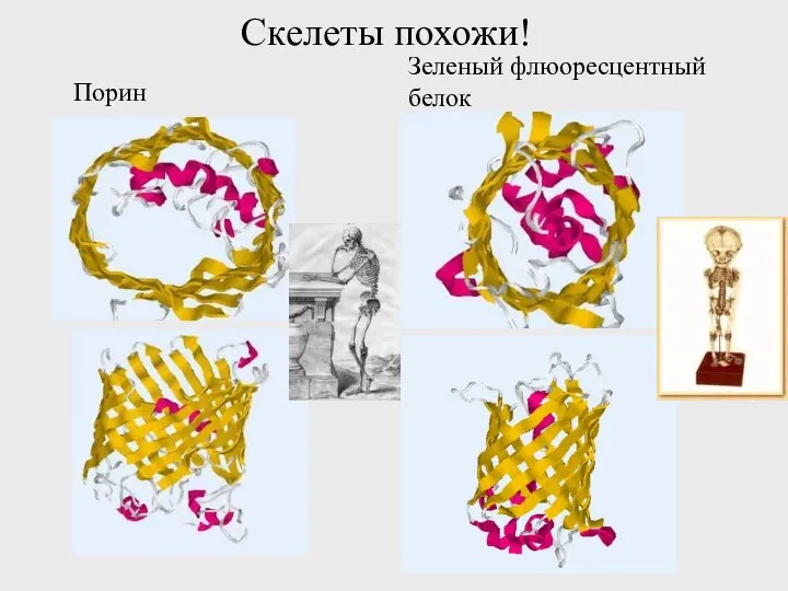 Порин Зеленый флюоресцентный белок Скелеты похожи!