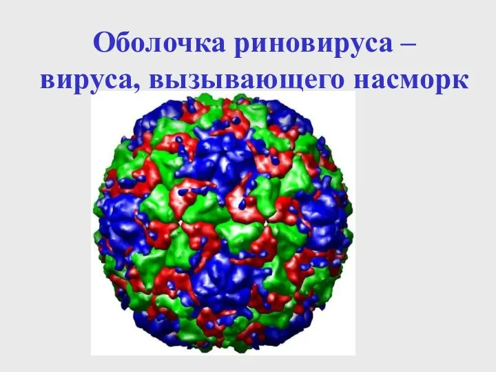 Оболочка риновируса – вируса, вызывающего насморк