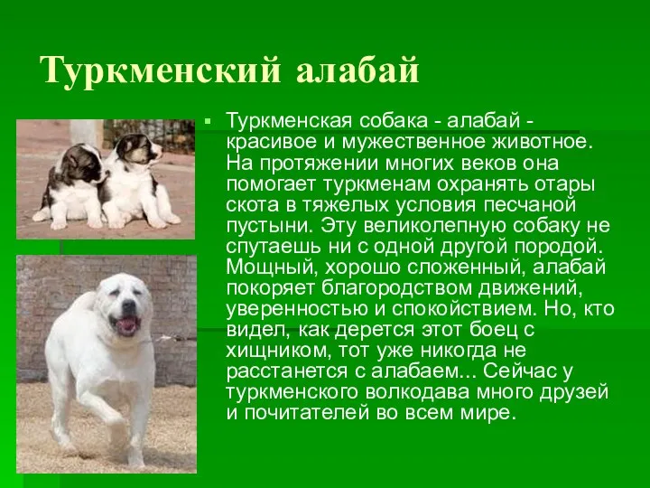 Туркменский алабай Туркменская собака - алабай - красивое и мужественное животное.
