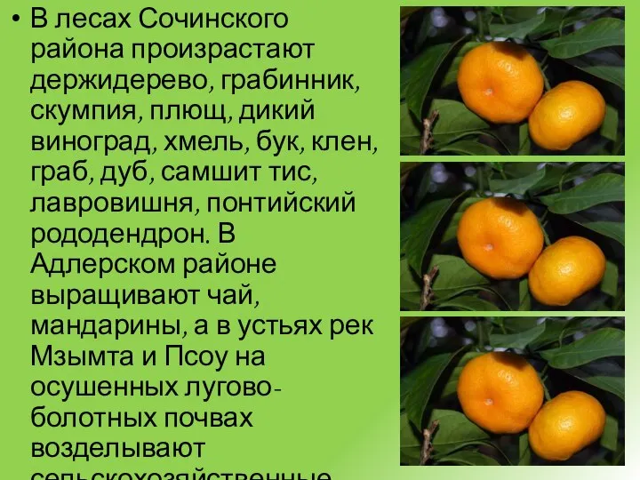 В лесах Сочинского района произрастают держидерево, грабинник, скумпия, плющ, дикий виноград,