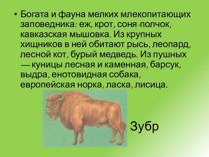 Зубр Богата и фауна мелких млекопитающих заповедника: еж, крот, соня-полчок, кавказская