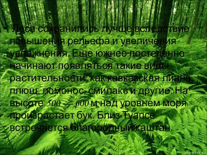 Леса сохранились лучше вследствие повышения рельефа и увеличения увлажнения. Еще южнее