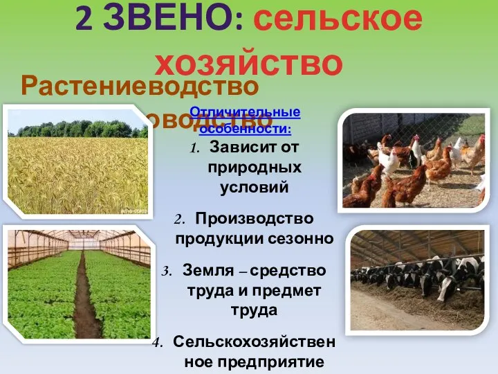 2 звено: сельское хозяйство Растениеводство Животноводство Отличительные особенности: Зависит от природных