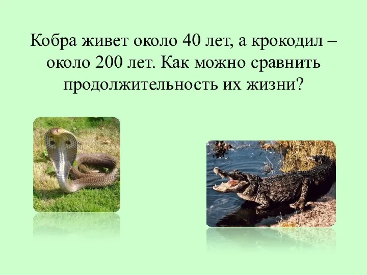 Кобра живет около 40 лет, а крокодил – около 200 лет.