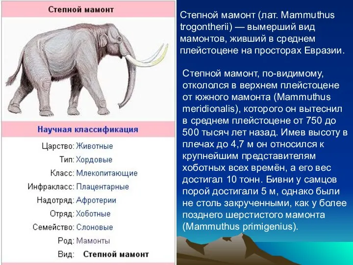 Степной мамонт (лат. Mammuthus trogontherii) — вымерший вид мамонтов, живший в