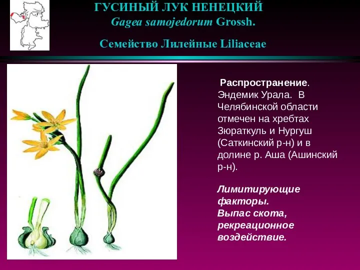 ГУСИНЫЙ ЛУК НЕНЕЦКИЙ Gagea samojedorum Grossh. Семейство Лилейные Liliaceae Распространение. Эндемик