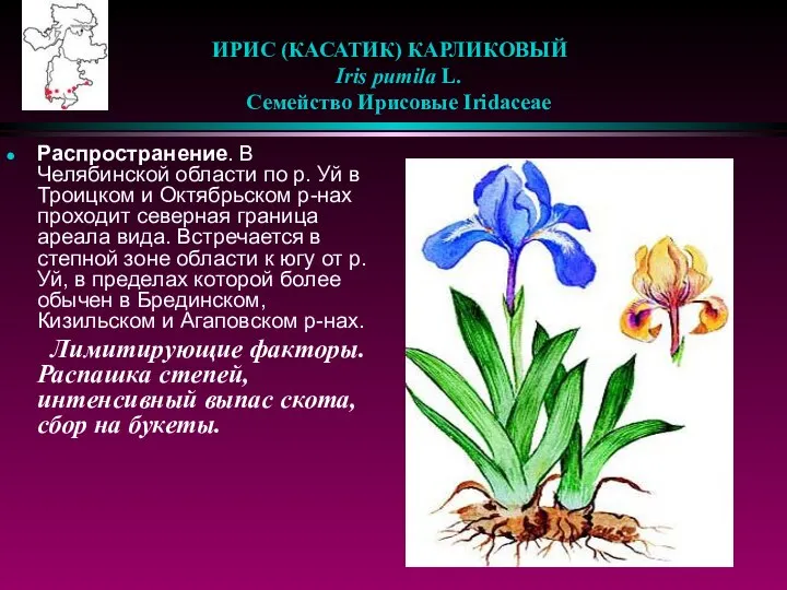 ИРИС (КАСАТИК) КАРЛИКОВЫЙ Iris pumila L. Семейство Ирисовые Iridaceae Распространение. В