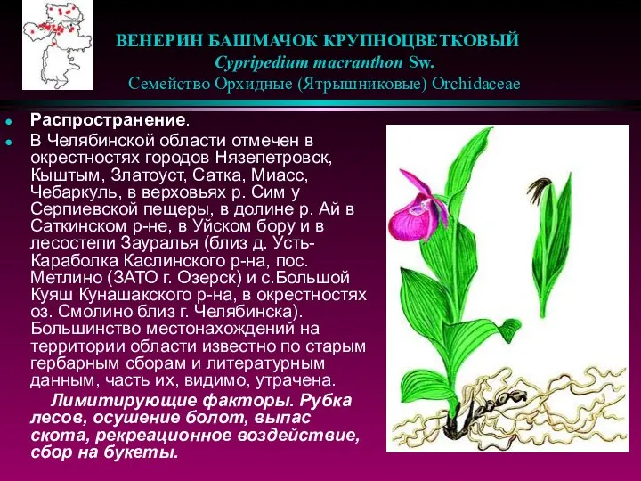 ВЕНЕРИН БАШМАЧОК КРУПНОЦВЕТКОВЫЙ Cypripedium macranthon Sw. Семейство Орхидные (Ятрышниковые) Orchidaceae Распространение.