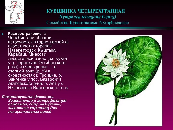 КУВШИНКА ЧЕТЫРЕХГРАННАЯ Nymphaea tetragona Georgi Семейство Кувшинковые Nymphaeaceae Распространение. В Челябинской