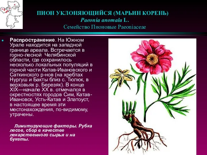 ПИОН УКЛОНЯЮЩИЙСЯ (МАРЬИН КОРЕНЬ) Paeonia anomala L. Семейство Пионовые Paeoniaceae Распространение.