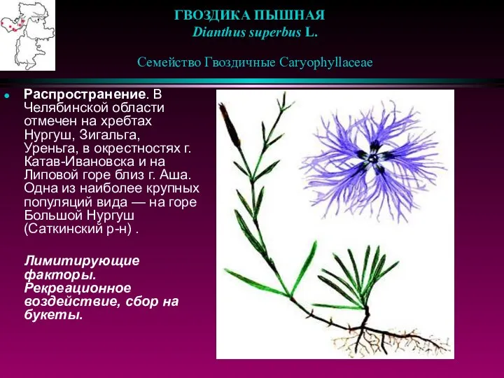 ГВОЗДИКА ПЫШНАЯ Dianthus superbus L. Семейство Гвоздичные Caryophyllaceae Распространение. В Челябинской