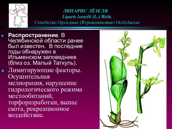 ЛИПАРИС ЛЁЗЕЛЯ Liparis loeselii (L.) Rich. Семейство Орхидные (Ятрышниковые) Orchidaceae Распространение.