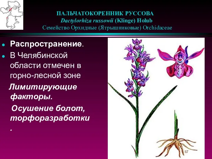 ПАЛЬЧАТОКОРЕННИК РУССОВА Dactylorhiza russowii (Klinge) Holub Семейство Орхидные (Ятрышниковые) Orchidaceae Распространение.