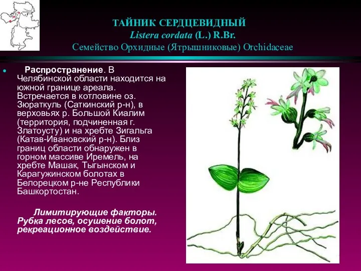 ТАЙНИК СЕРДЦЕВИДНЫЙ Listera cordata (L.) R.Br. Семейство Орхидные (Ятрышниковые) Orchidaceae Распространение.