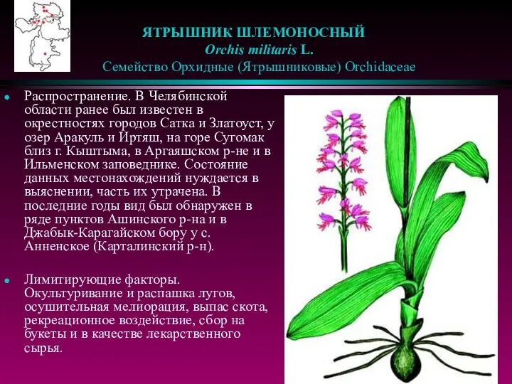 ЯТРЫШНИК ШЛЕМОНОСНЫЙ Orchis militaris L. Семейство Орхидные (Ятрышниковые) Orchidaceae Распространение. В