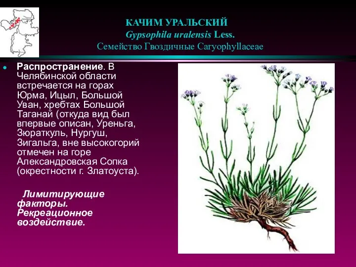 КАЧИМ УРАЛЬСКИЙ Gypsophila uralensis Less. Семейство Гвоздичные Caryophyllaceae Распространение. В Челябинской