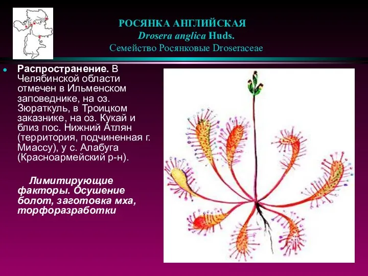 РОСЯНКА АНГЛИЙСКАЯ Drosera anglica Huds. Cемейство Росянковые Droseraceae Распространение. В Челябинской