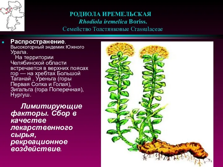 РОДИОЛА ИРЕМЕЛЬСКАЯ Rhodiola iremelica Boriss. Семейство Толстянковые Crassulaceae Распространение. Высокогорный эндемик